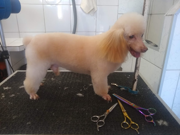 Foto 3 Pet Shop Estética Animal