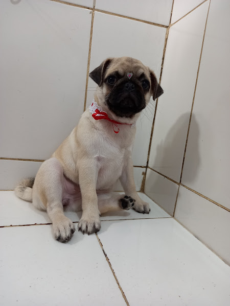 Foto 4 Pet Shop Estética Animal