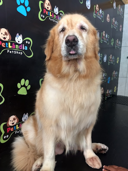 Foto 2 PetLândia Montese | Petshop e Hotel