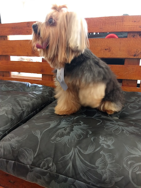 Foto 3 PetLândia Montese | Petshop e Hotel