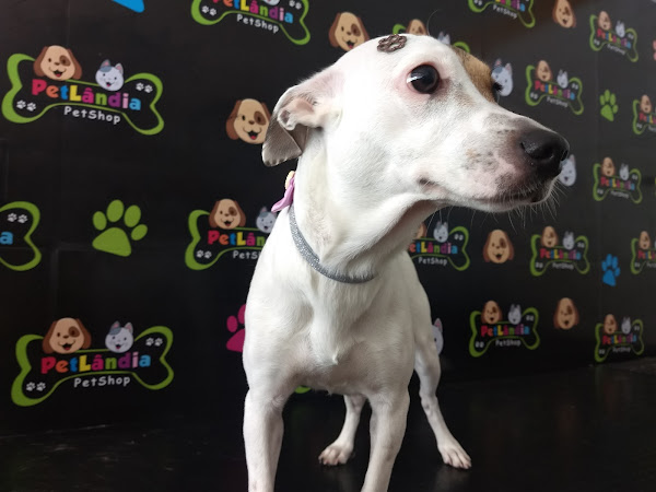 Foto 4 PetLândia Montese | Petshop e Hotel