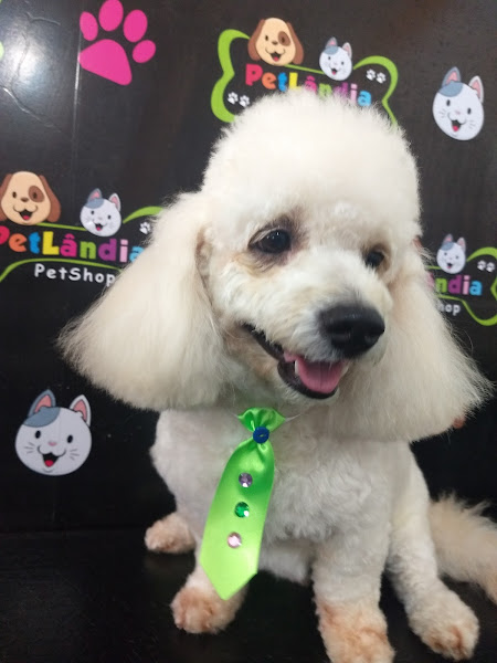 Foto 5 PetLândia Montese | Petshop e Hotel Foto 5 PetLândia Montese | Petshop e Hotel