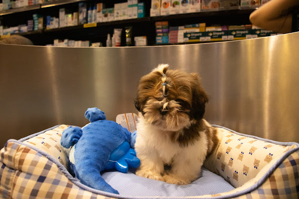 Foto 2 Animale PetShop (RioMar Kennedy): Filhote, Ração, Coleira, Cachorro, Gato, Roedores, Fortaleza CE