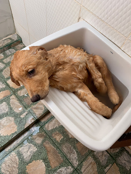 Foto 3 Pet Shop Benfica