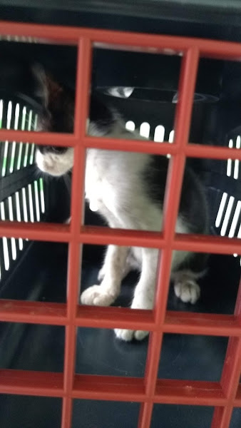 Foto 5 Pet Shop Benfica