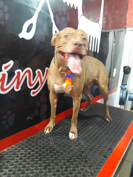 Foto 4 Crislainy Raçoes Pet Shop