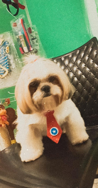 Foto 2 Pet Shop Bixus.Com