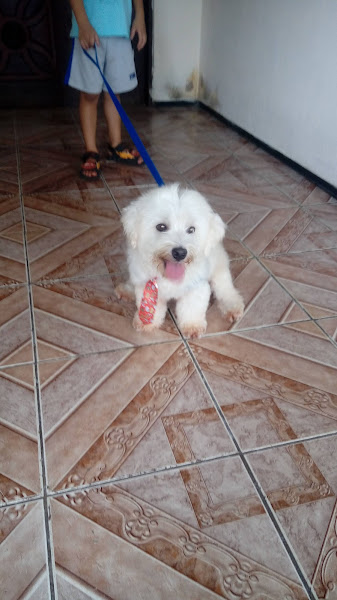 Foto 1 Pet Shop Garfield.com