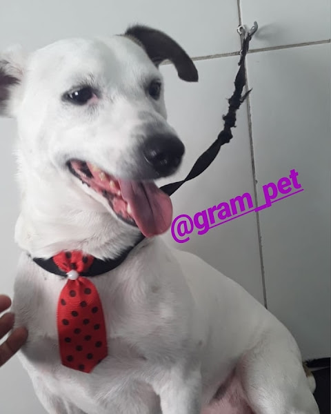 Foto 4 Gram Pet