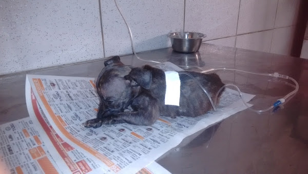 Foto 2 Clínica e Pet Shop Bom de Faro