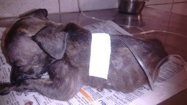 Foto 4 Clínica e Pet Shop Bom de Faro