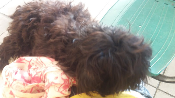 Foto 5 Clínica e Pet Shop Bom de Faro