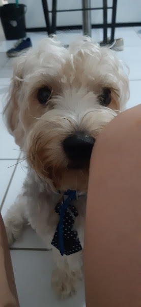 Patas e Manhas Pet Shop