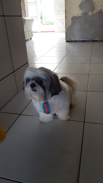 Foto 1 Patas e Manhas Pet Shop