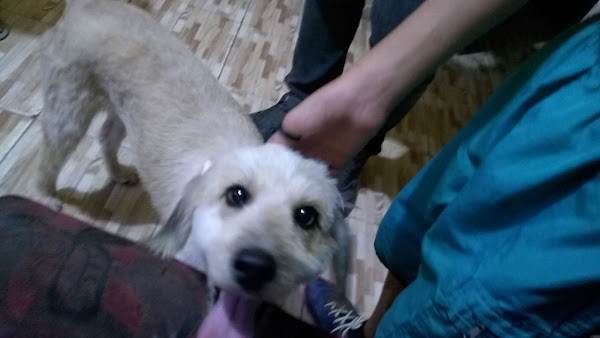 Foto 1 Stop Dog Pet Shop e Clínica Veterinária