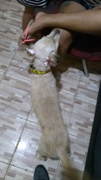 Foto 2 Stop Dog Pet Shop e Clínica Veterinária