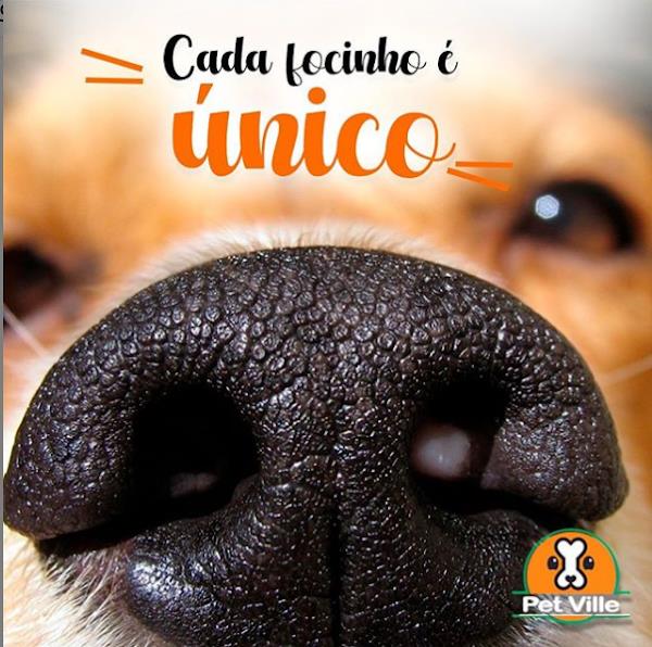 Foto 2 Pet Ville Messejana