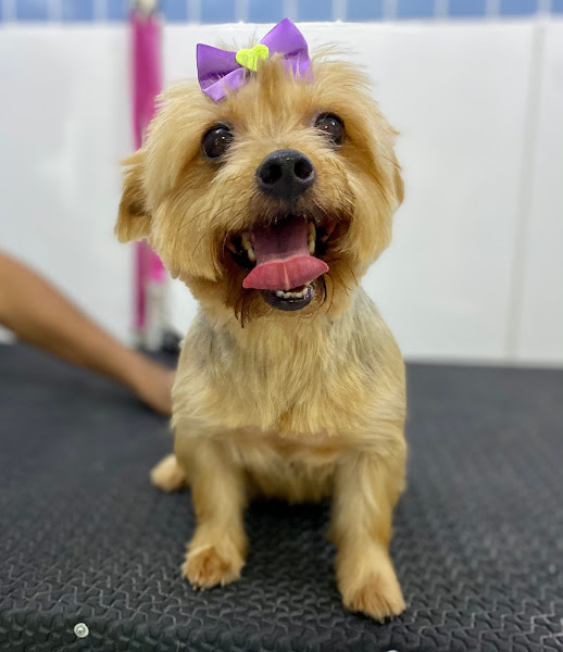 Foto 2 Pet Shop - Abraço de Pet