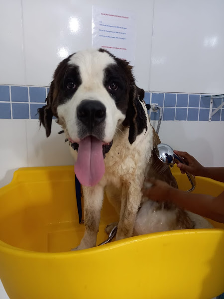 Foto 4 Pet Shop - Abraço de Pet