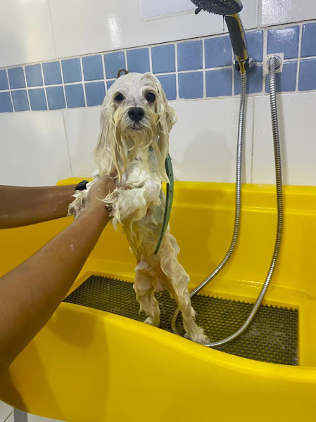 Foto 5 Pet Shop - Abraço de Pet