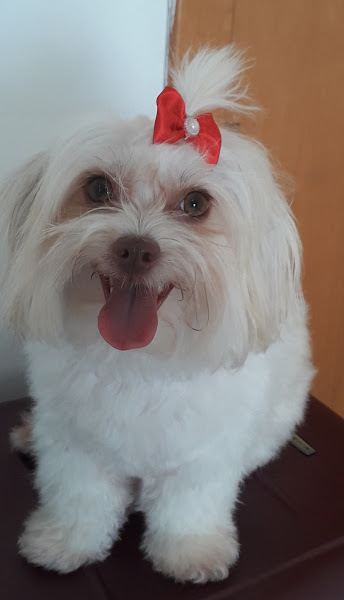 Foto 5 N Pet - Cocó