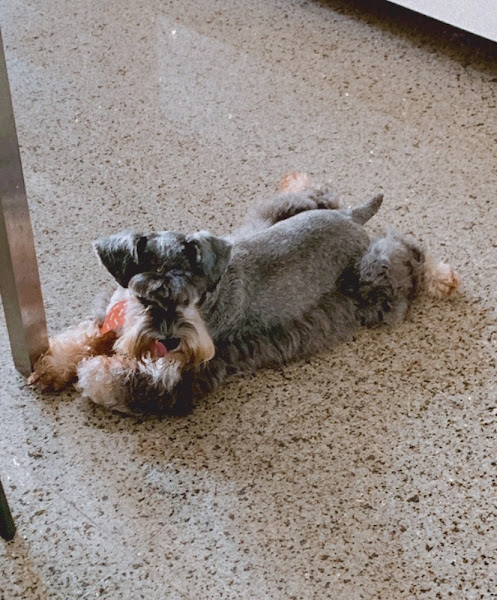 Foto 3 Clínica e Pet Shop Vira Lata