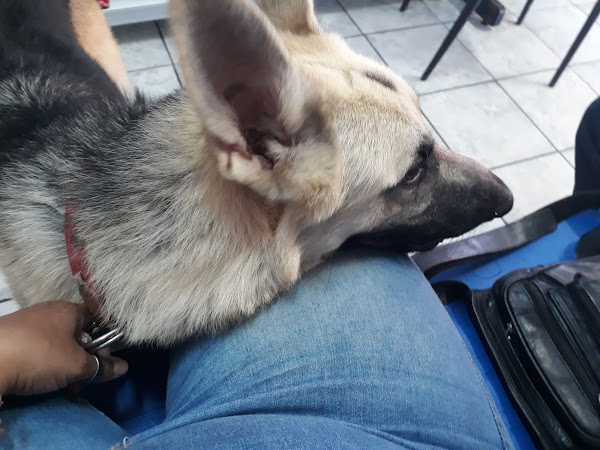 Foto 4 Clínica e Pet Shop Vira Lata