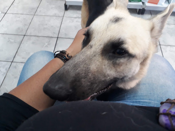 Foto 5 Clínica e Pet Shop Vira Lata