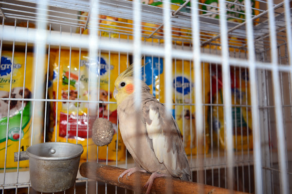 Foto 2 Varejão do Criador