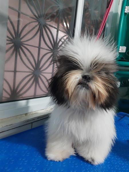 Foto 5 Cantinho dos Pets