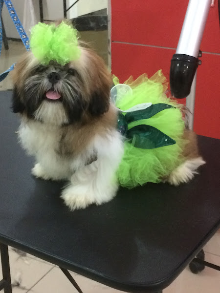 Foto 2 Mano Praia Pet