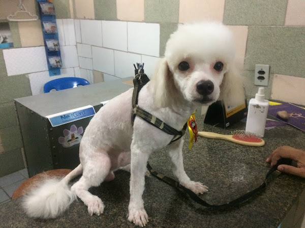 Foto 3 Mano Praia Pet