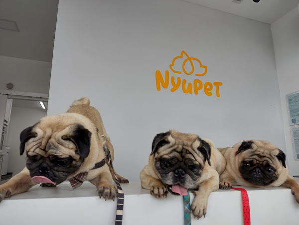 Nyupet - Clínica Veterinária e Pet Shop 24h
