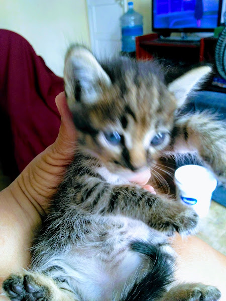 Foto 3 Clínica Veterinária & Petshop Dra Evy