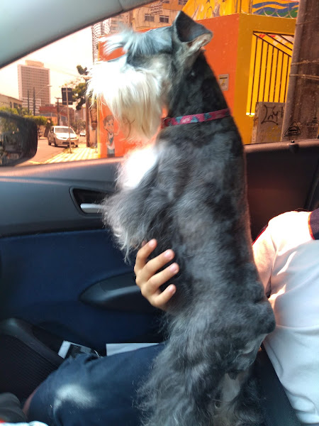 Foto 5 Clínica Veterinária & Petshop Dra Evy