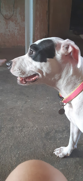 Foto 4 Dog & Cat Pet Shop Veterinária