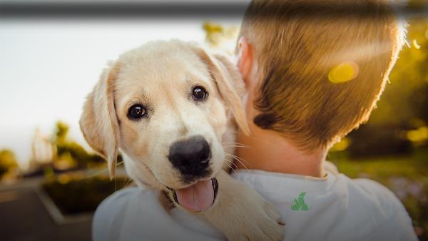 Clinica Veterinária Etave