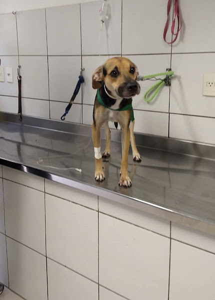 Foto 3 Clinica Veterinária Etave