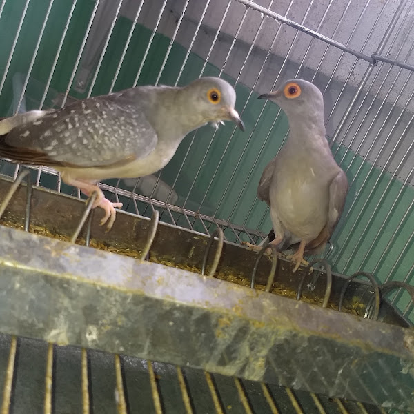 Victor Pet Shop Victor Pet Shop