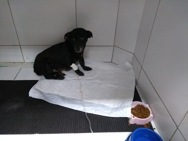 Foto 4 Vetclinic | Hospital Veterinário 24 Horas