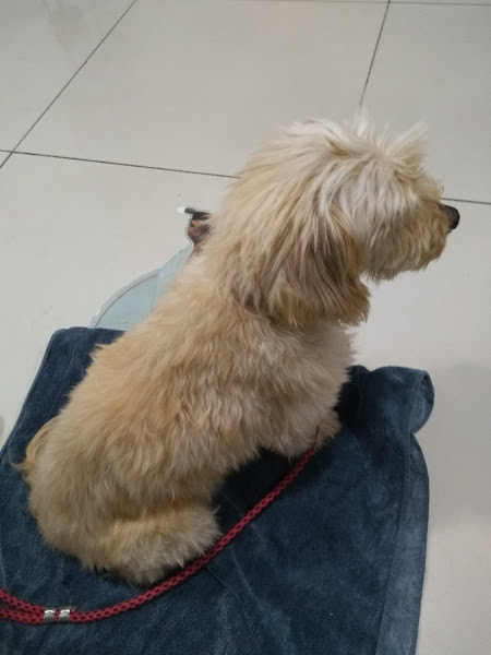 Foto 5 Vetclinic | Hospital Veterinário 24 Horas