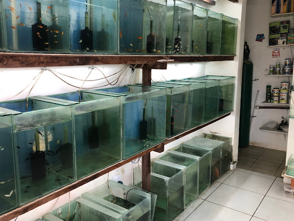 Foto 1 Aquabellus - Aquarismo & Pet Shop