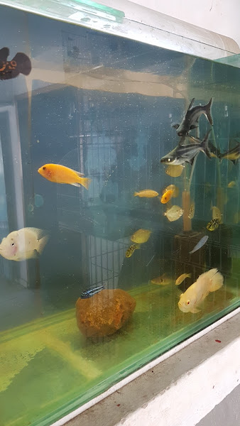 Foto 4 Aquabellus - Aquarismo & Pet Shop