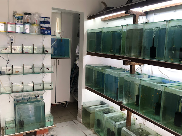 Foto 5 Aquabellus - Aquarismo & Pet Shop