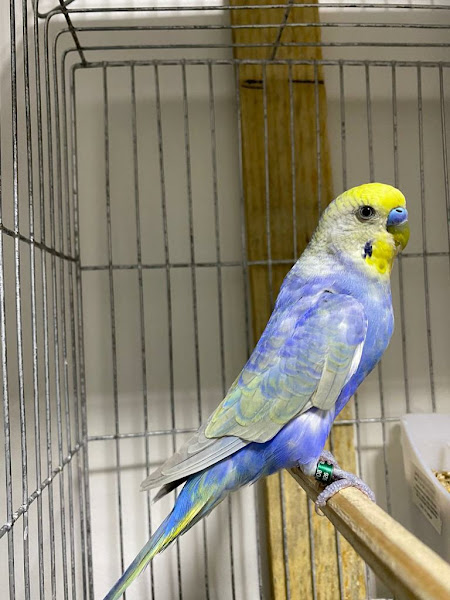 Foto 2 Exótic Pets Fortaleza