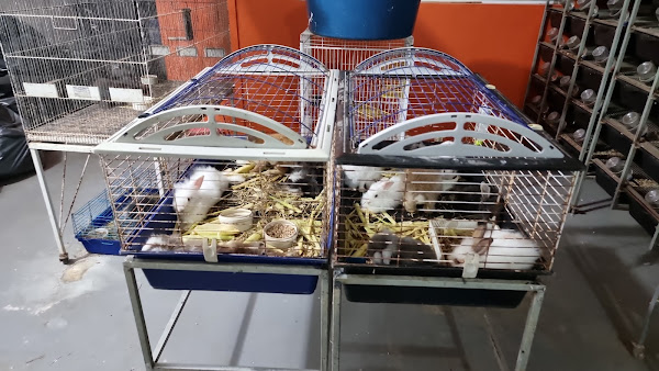 Foto 3 Exótic Pets Fortaleza