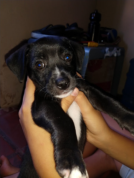 Foto 4 Pet Shop Animal Passaré