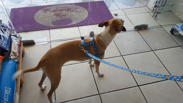 Foto 4 Zoopy PetCenter