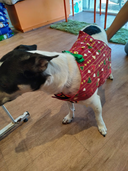 Foto 2 Petit Pet Store