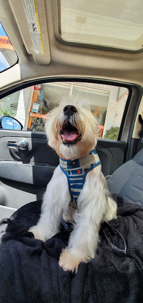 Foto 3 Petit Pet Store